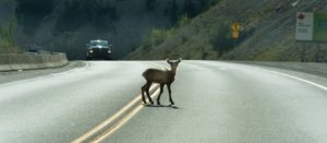deer walks across highway on a blind curve