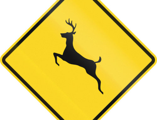 Oh, Deer – What to do About Hitting a Deer